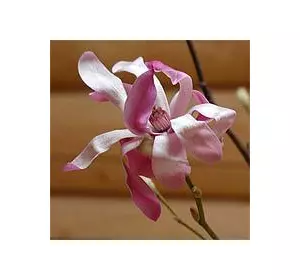 Магнолия Лебнера (Magnolia х laebneri)