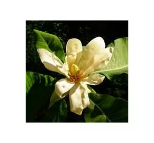 Магнолия лекарственная (Magnolia officinalis)